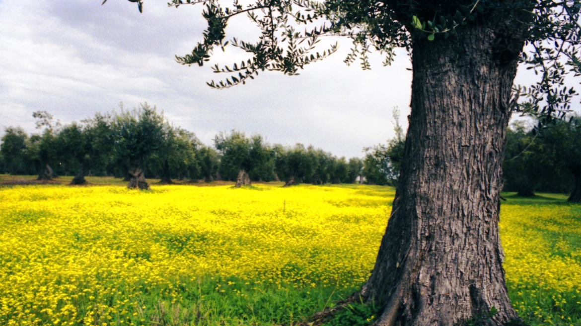 Routes of the Olive Tree